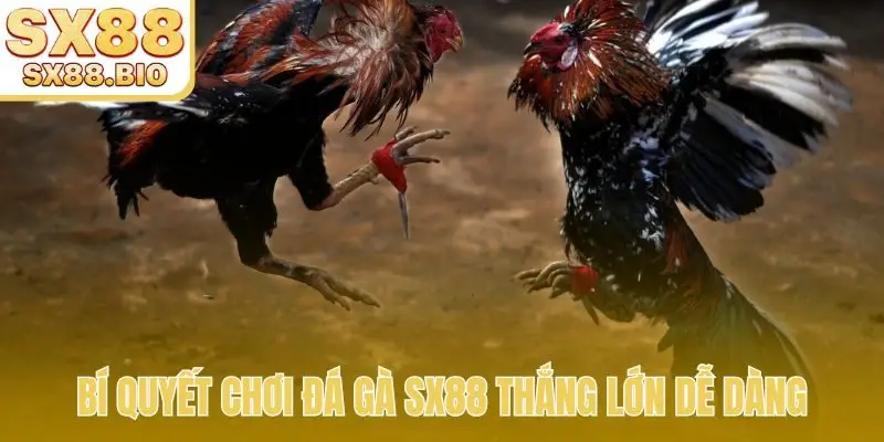 Đá Gà SX88 - Mãn Nhãn Với Trận Đấu Uy Tín Hàng Đầu