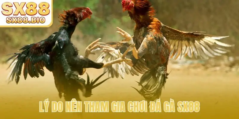 Đá Gà SX88 - Mãn Nhãn Với Trận Đấu Uy Tín Hàng Đầu