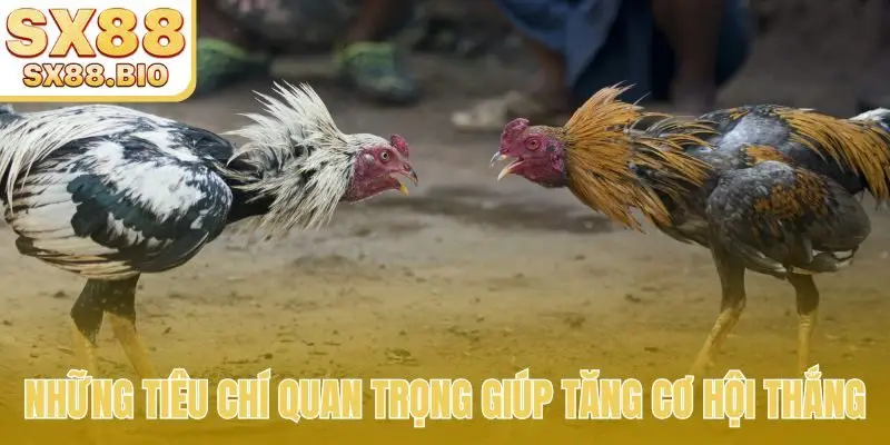 Đá Gà SX88 - Mãn Nhãn Với Trận Đấu Uy Tín Hàng Đầu